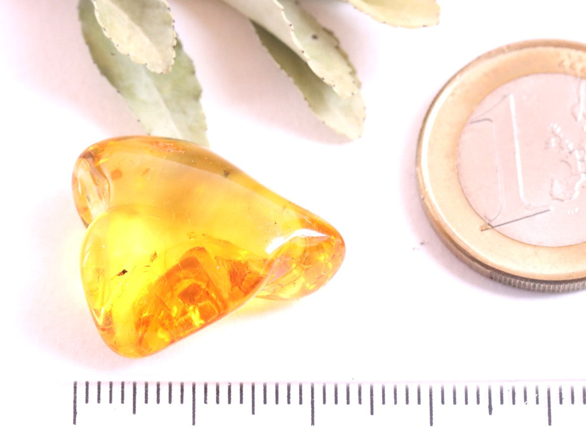 Affordable 40 Million Year Old Amber Insect Inclusion