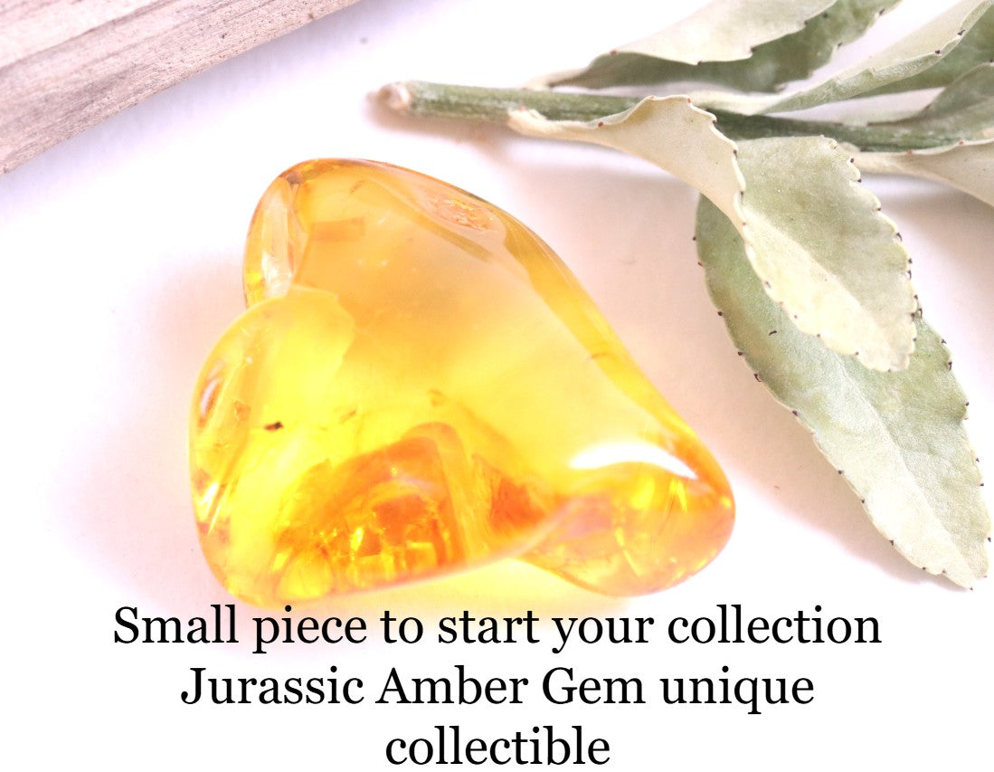 Affordable 40 Million Year Old Amber Insect Inclusion