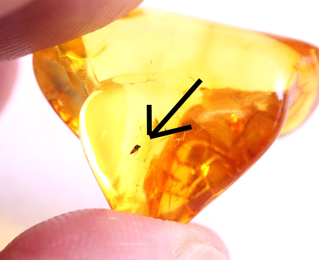 Affordable 40 Million Year Old Amber Insect Inclusion