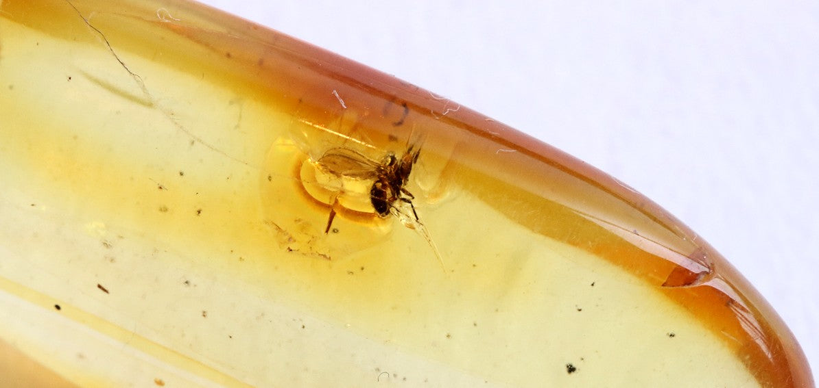 Baltic Amber Amulet Pendant with Insect Inclusion