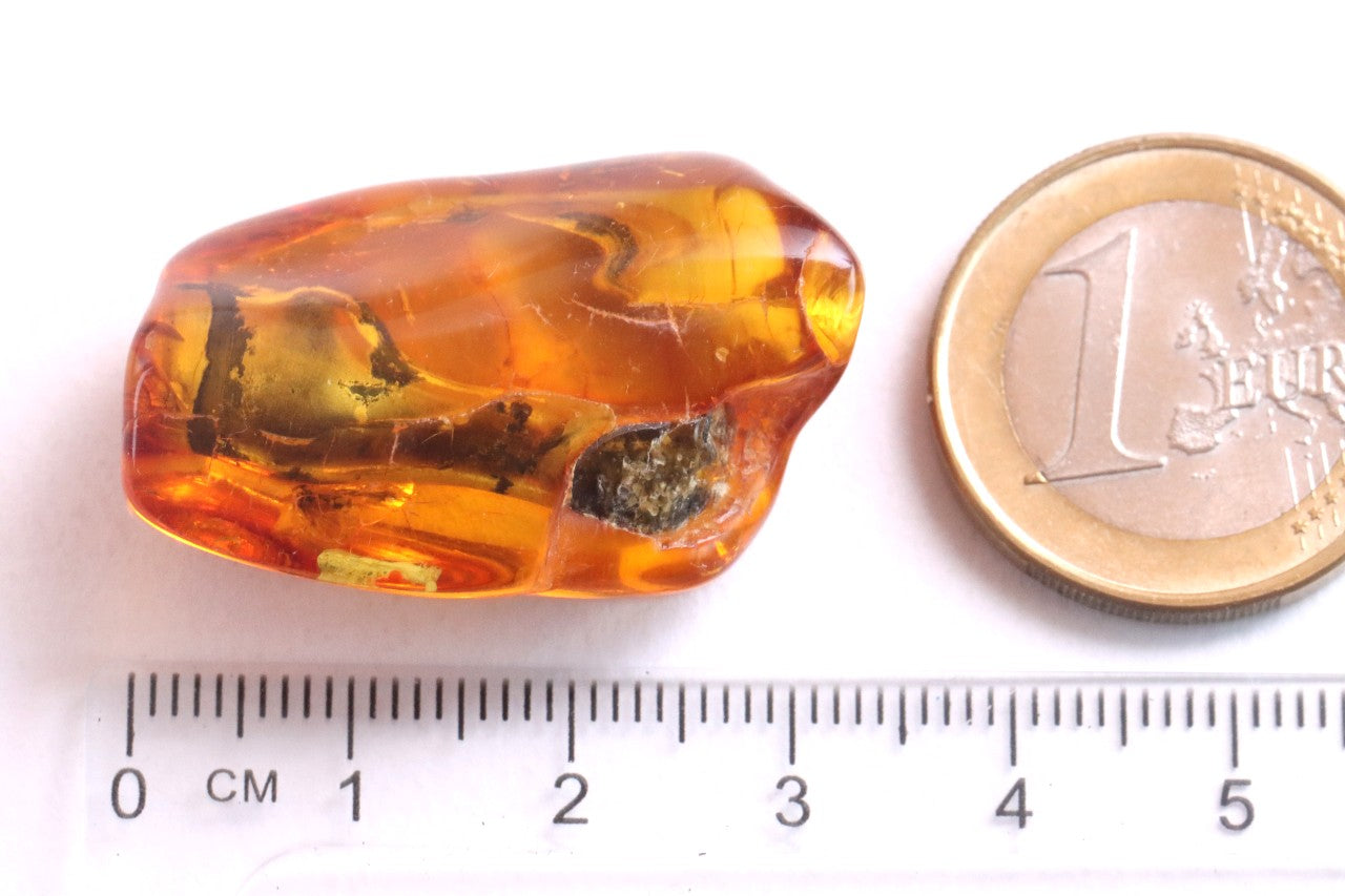 40 Million Year Collector's gem with  Branch of tree and 2 X  Insects