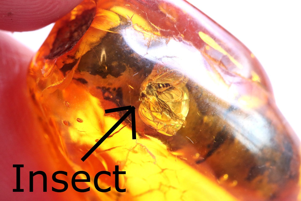 40 Million Year Collector's gem with  Branch of tree and 2 X  Insects