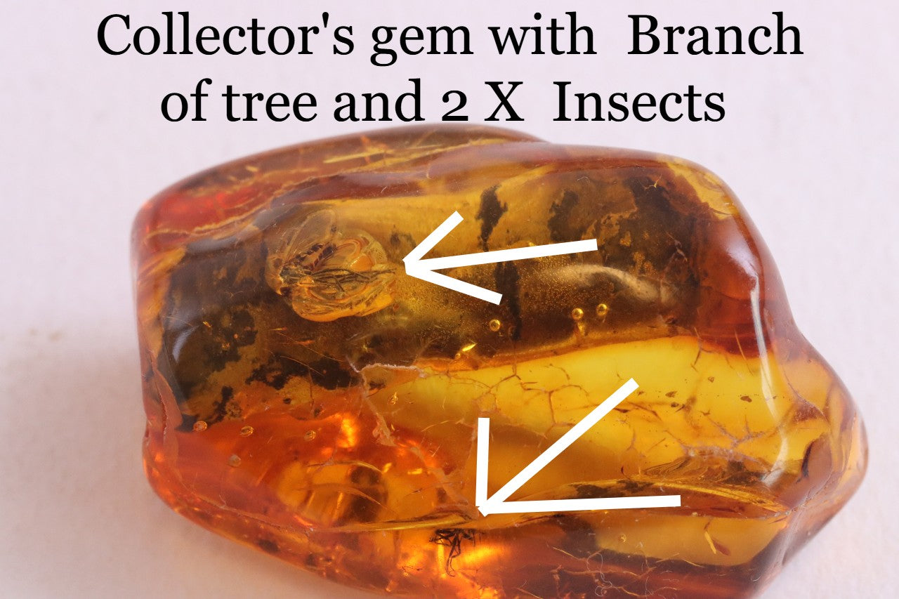 40 Million Year Collector's gem with  Branch of tree and 2 X  Insects