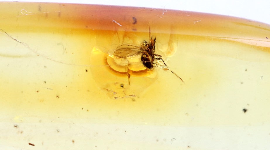 Baltic Amber Amulet Pendant with Insect Inclusion