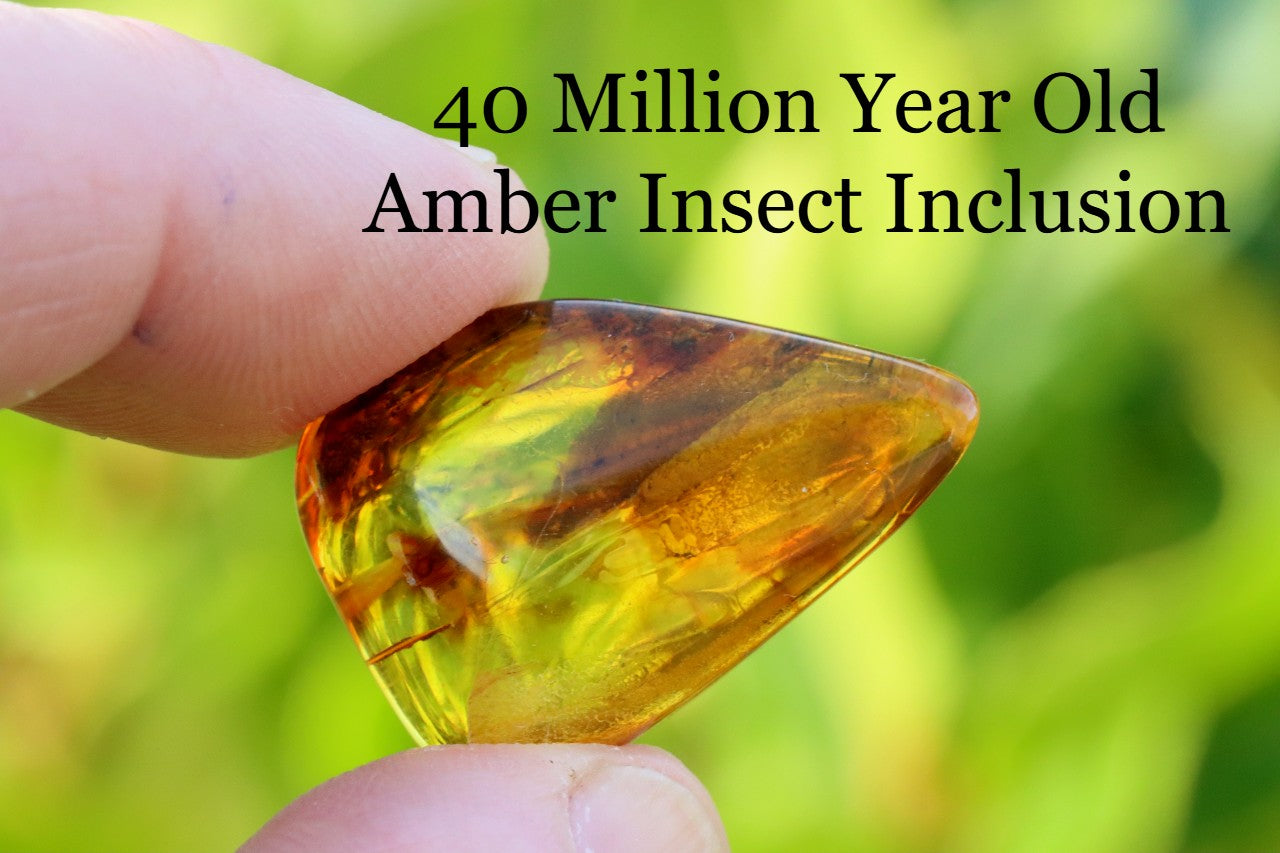 Affordable 40 Million Year Old Amber Insect Inclusion