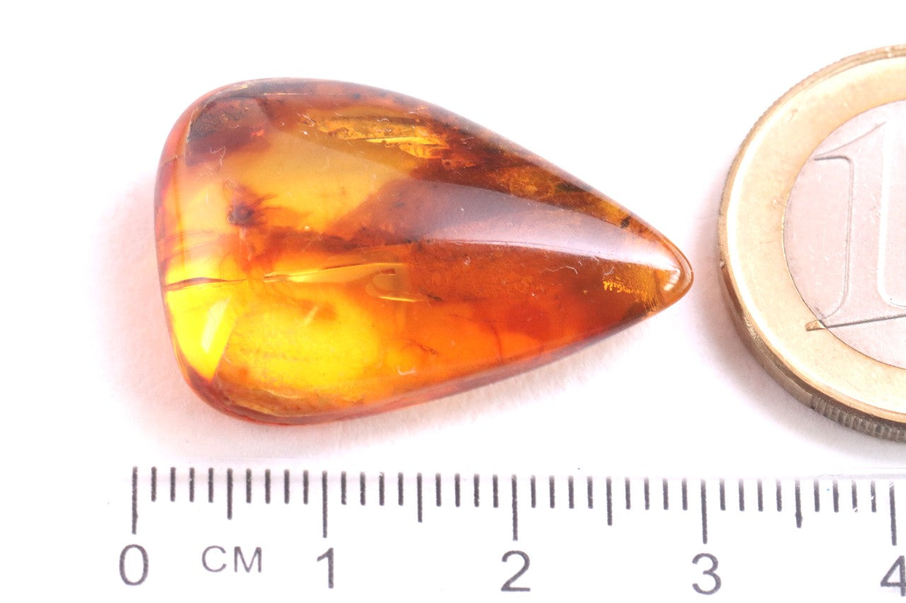 Affordable 40 Million Year Old Amber Insect Inclusion