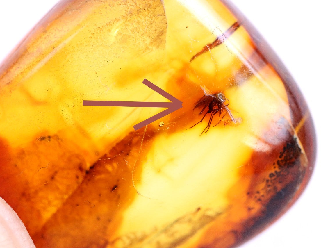 Affordable 40 Million Year Old Amber Insect Inclusion