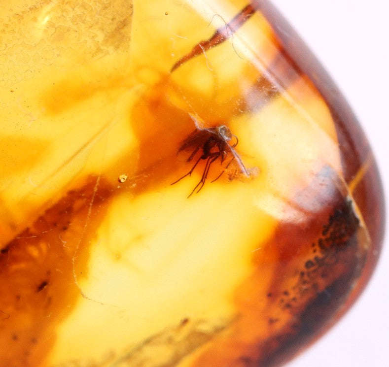 Affordable 40 Million Year Old Amber Insect Inclusion