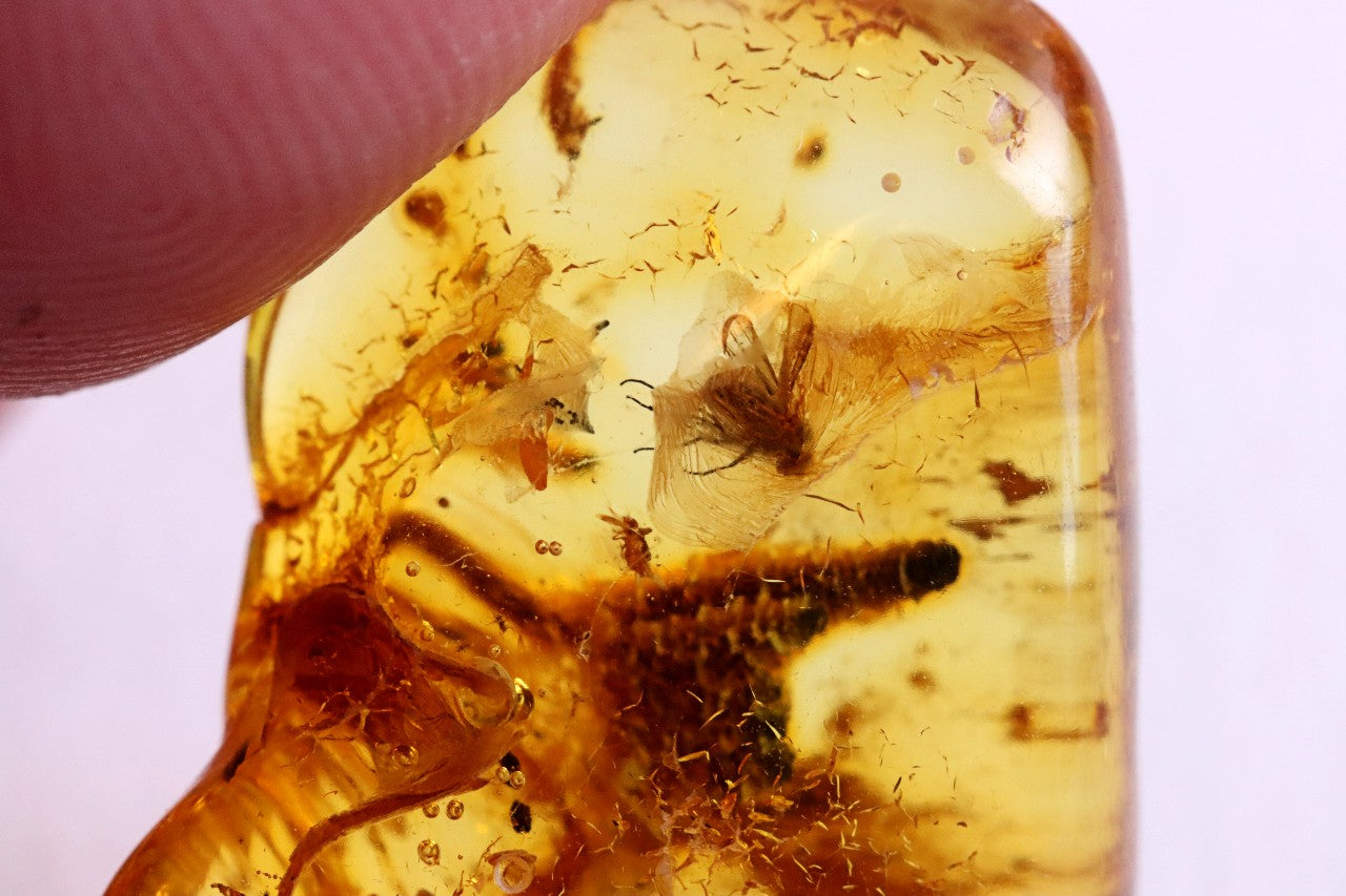 Affordable 40 Million Year Old Amber Insect Inclusion (Copy)