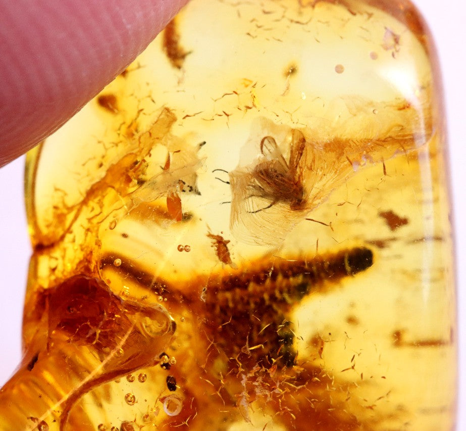 Affordable 40 Million Year Old Amber Insect Inclusion (Copy)