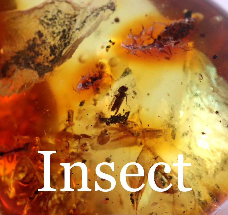 Gem unique collectible Insect Inclusion