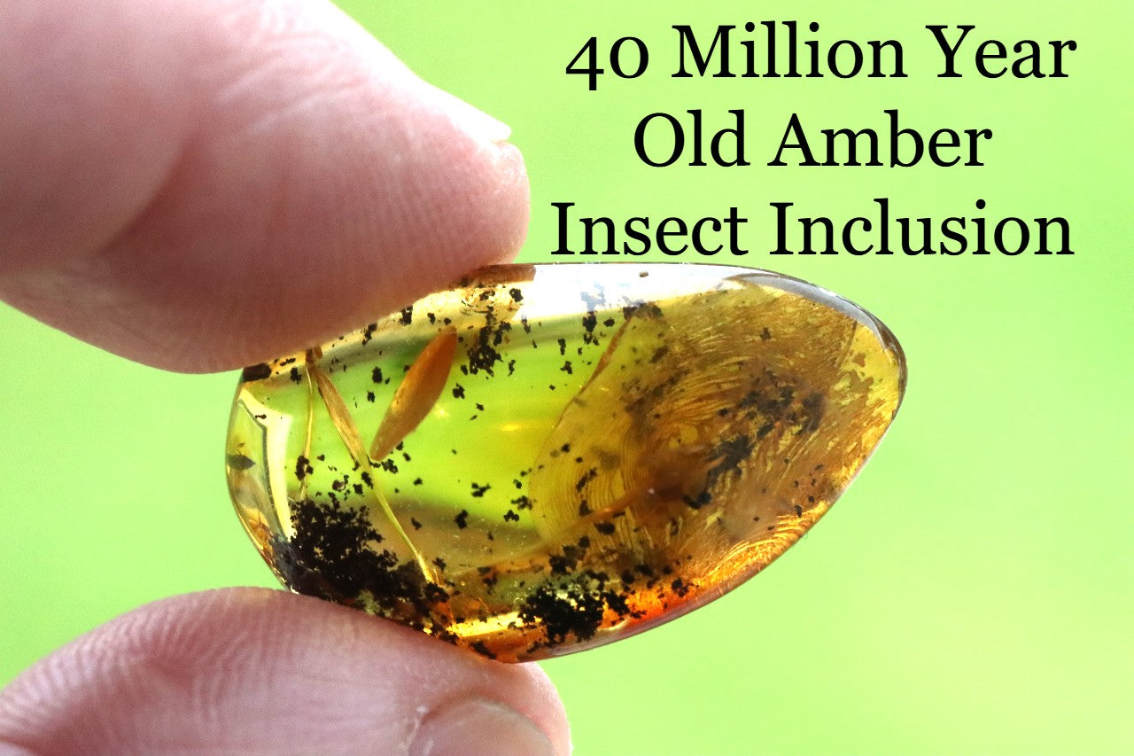 Amber Insect Inclusion