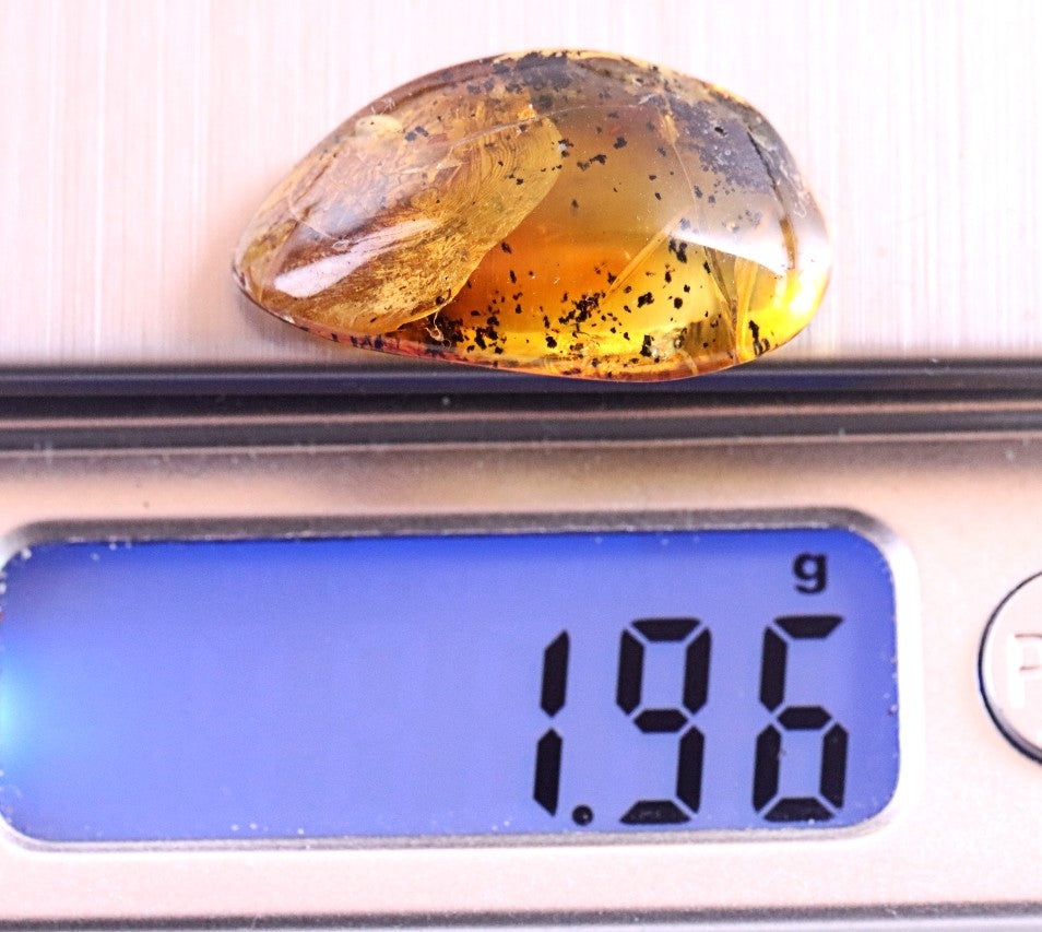 Amber Insect Inclusion