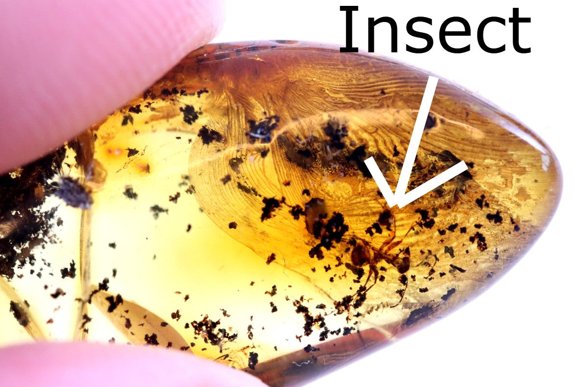 Amber Insect Inclusion