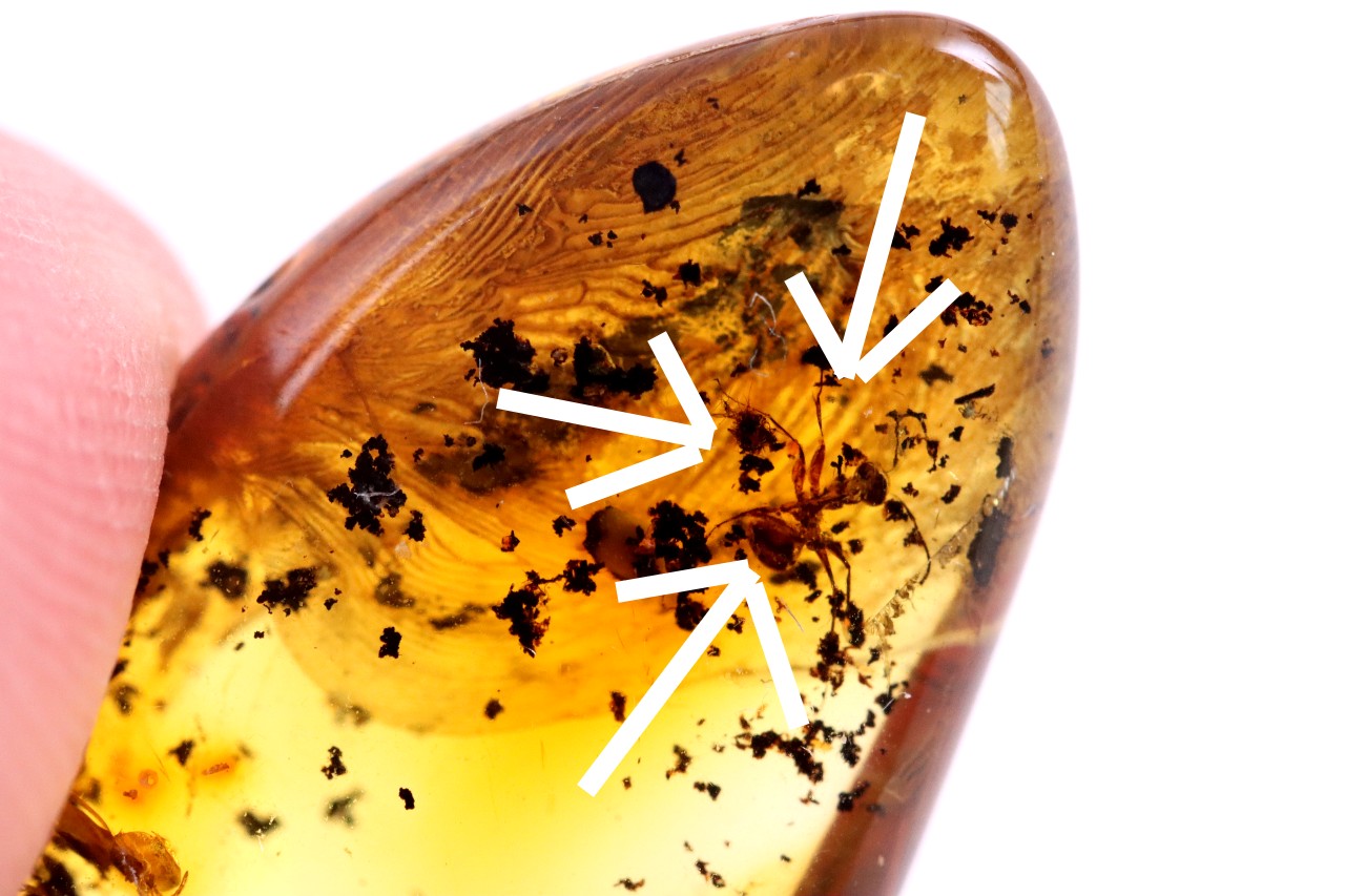 Amber Insect Inclusion