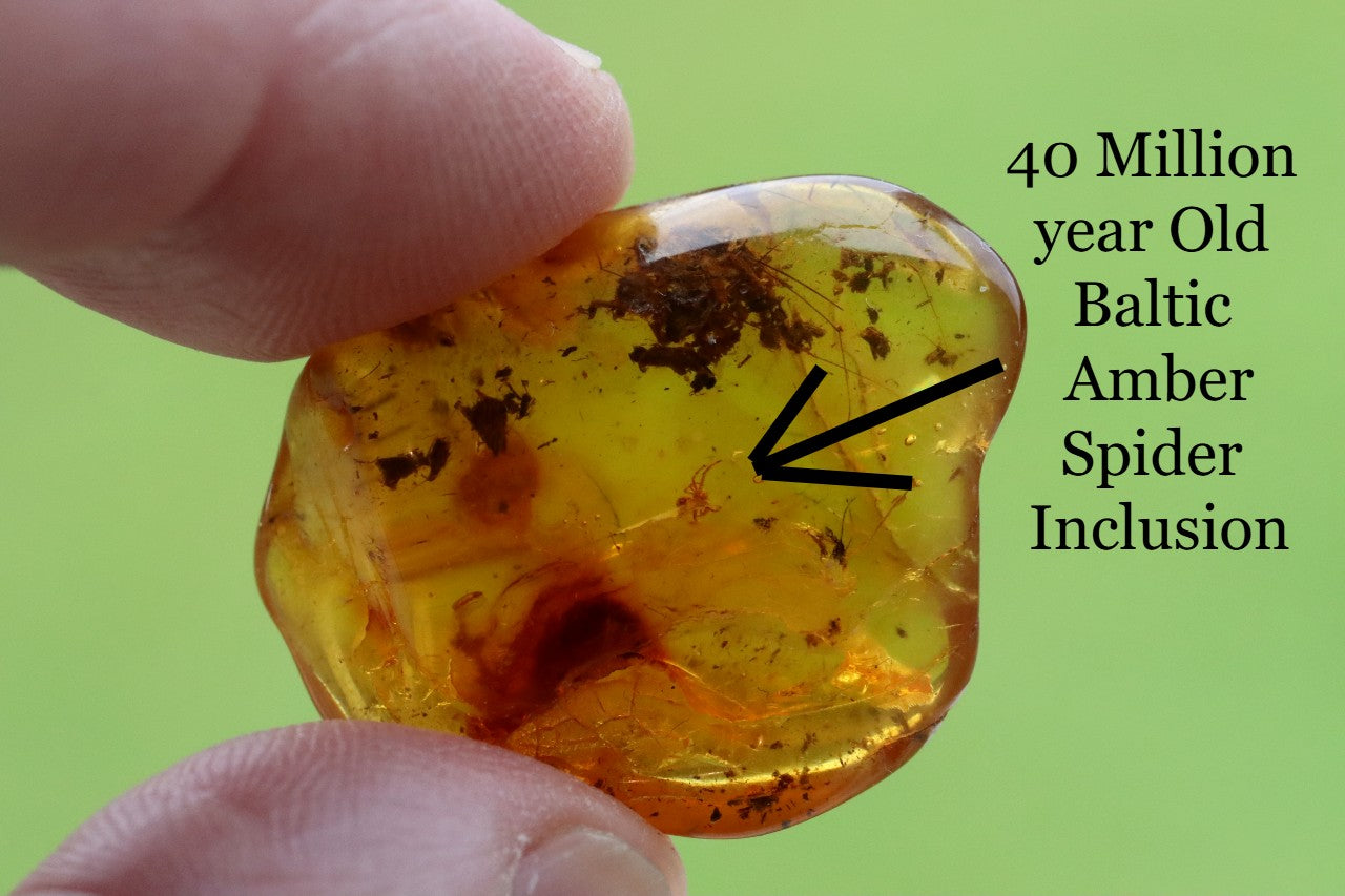 40 Million year Old Baltic Amber Spider and Fly Inclusion