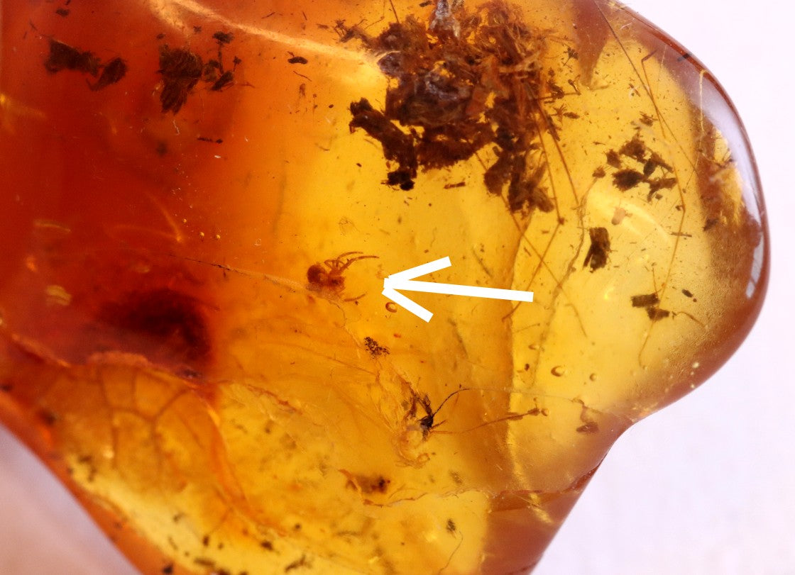 40 Million year Old Baltic Amber Spider and Fly Inclusion