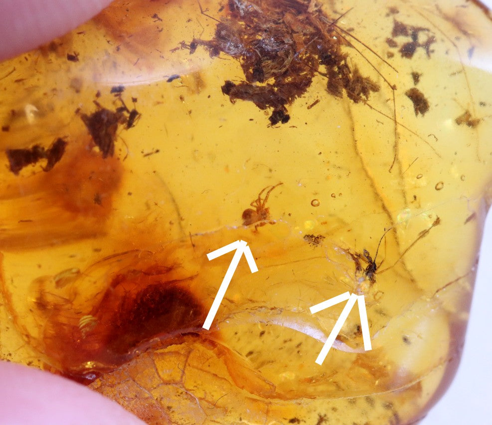 40 Million year Old Baltic Amber Spider and Fly Inclusion