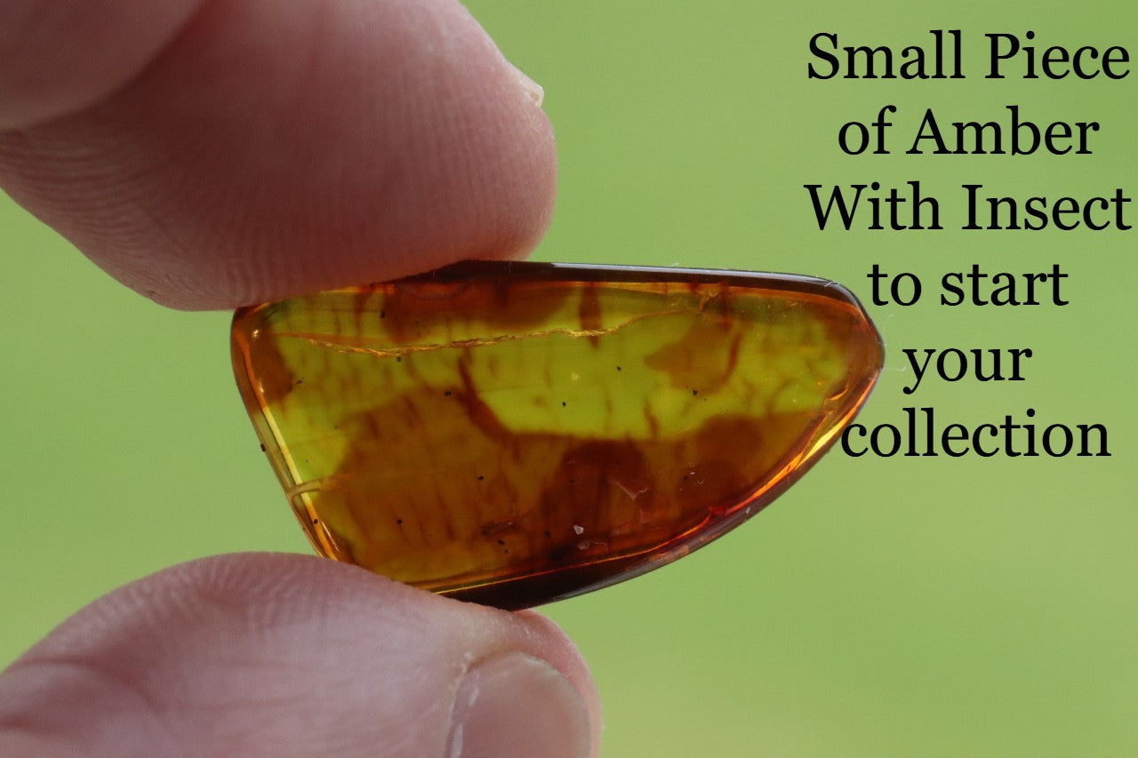 Affordable 40 Million Year Old Amber With 2 Insects