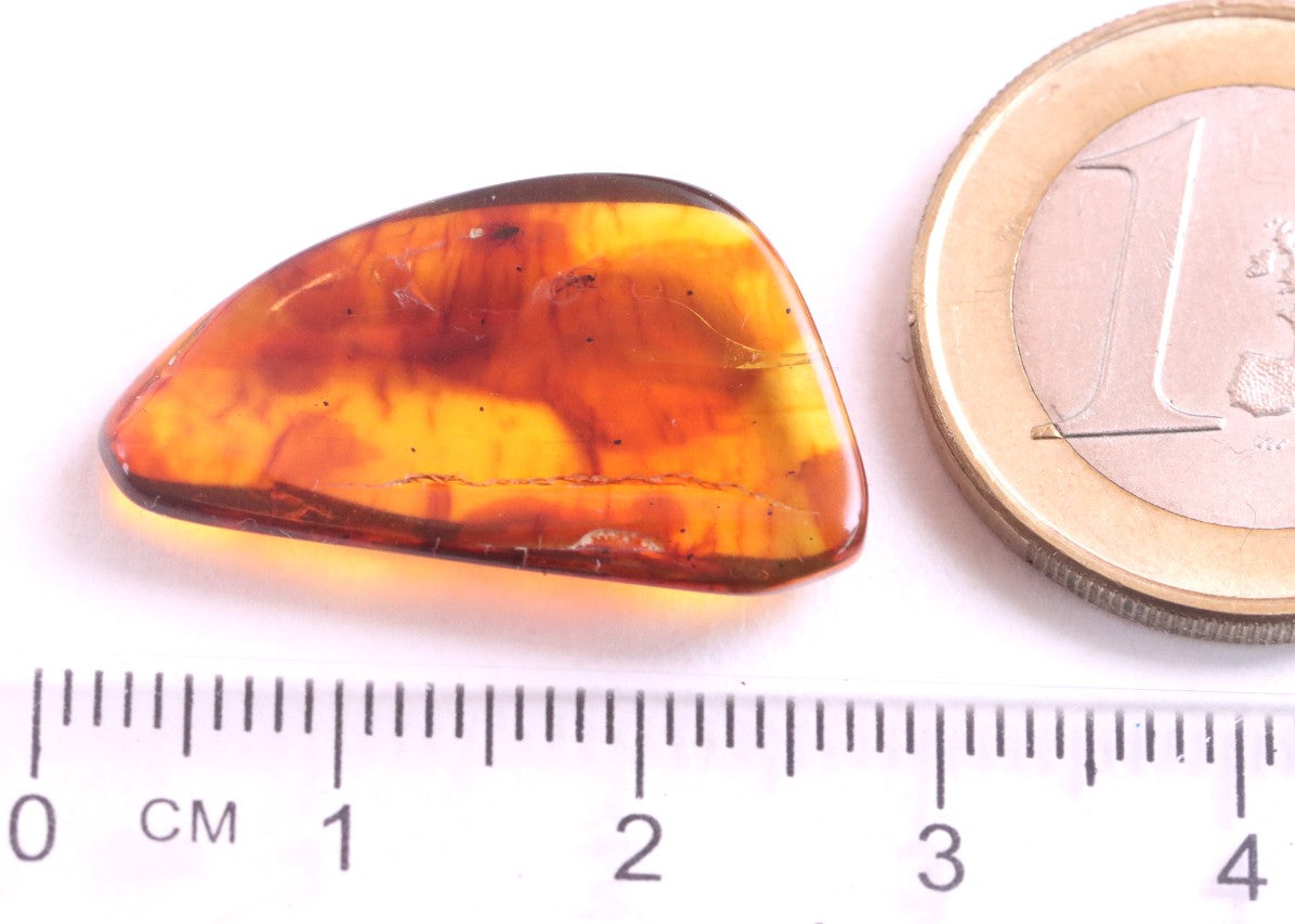 Affordable 40 Million Year Old Amber With 2 Insects