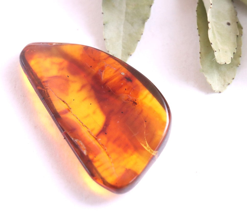 Affordable 40 Million Year Old Amber With 2 Insects