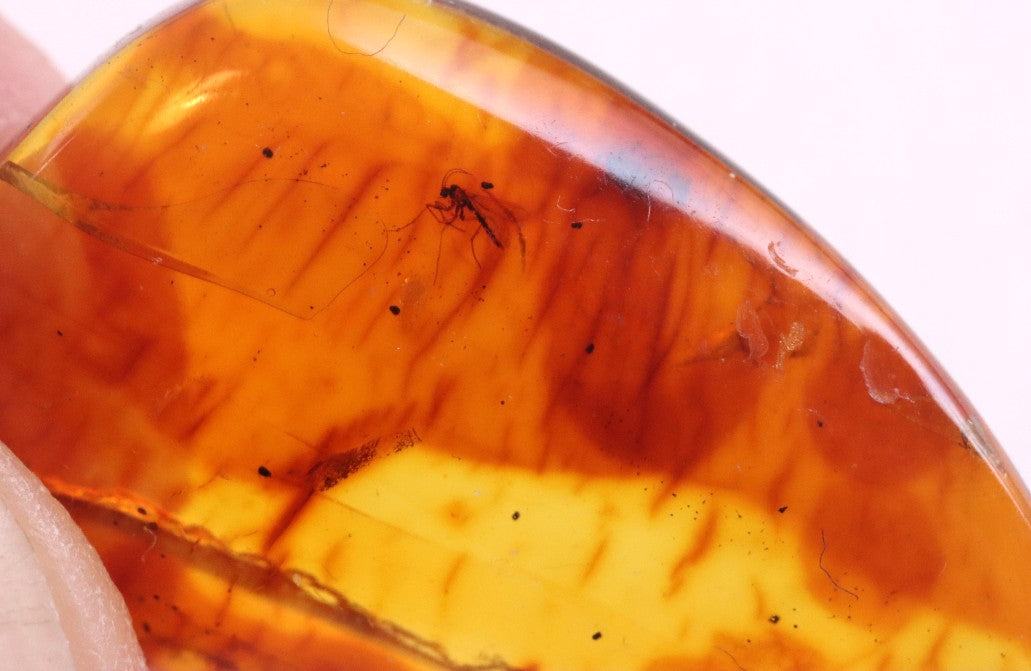 Affordable 40 Million Year Old Amber With 2 Insects