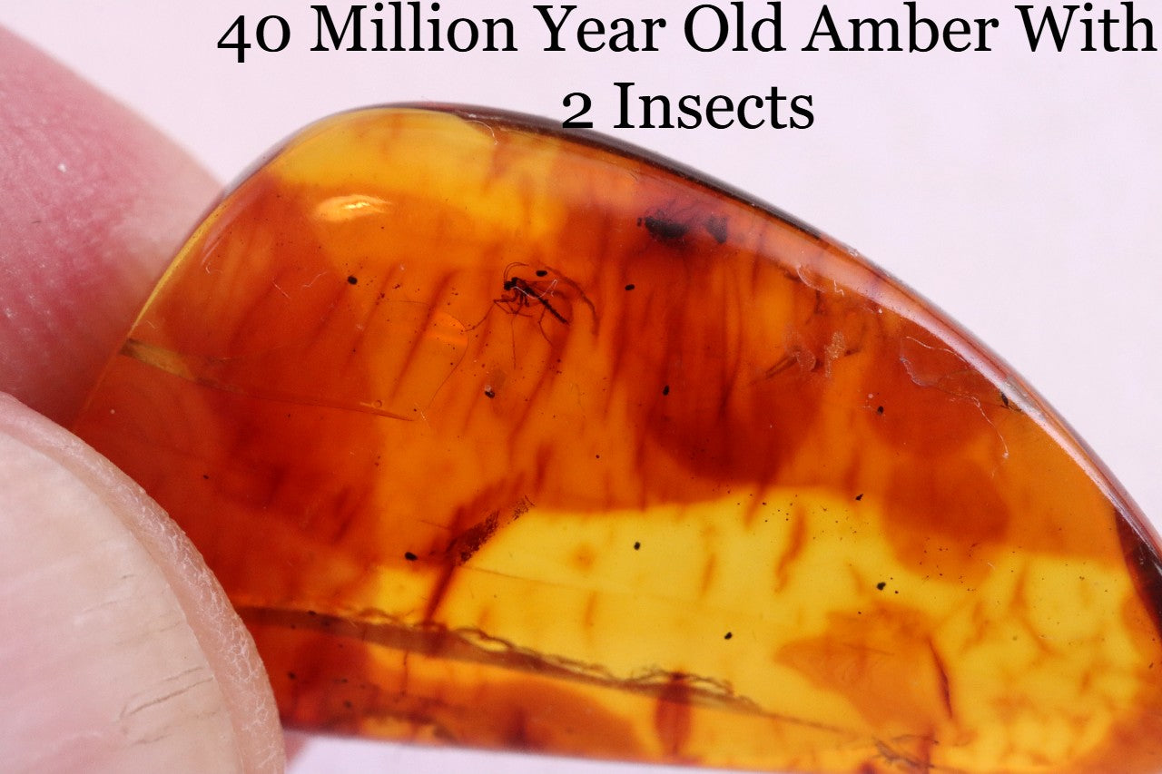 Affordable 40 Million Year Old Amber With 2 Insects