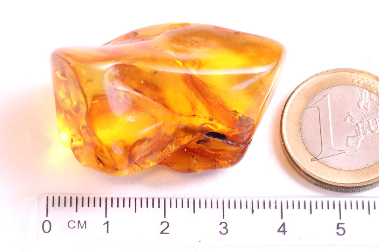 Baltic Amber Museum Collector's gem With Insects Inclusion