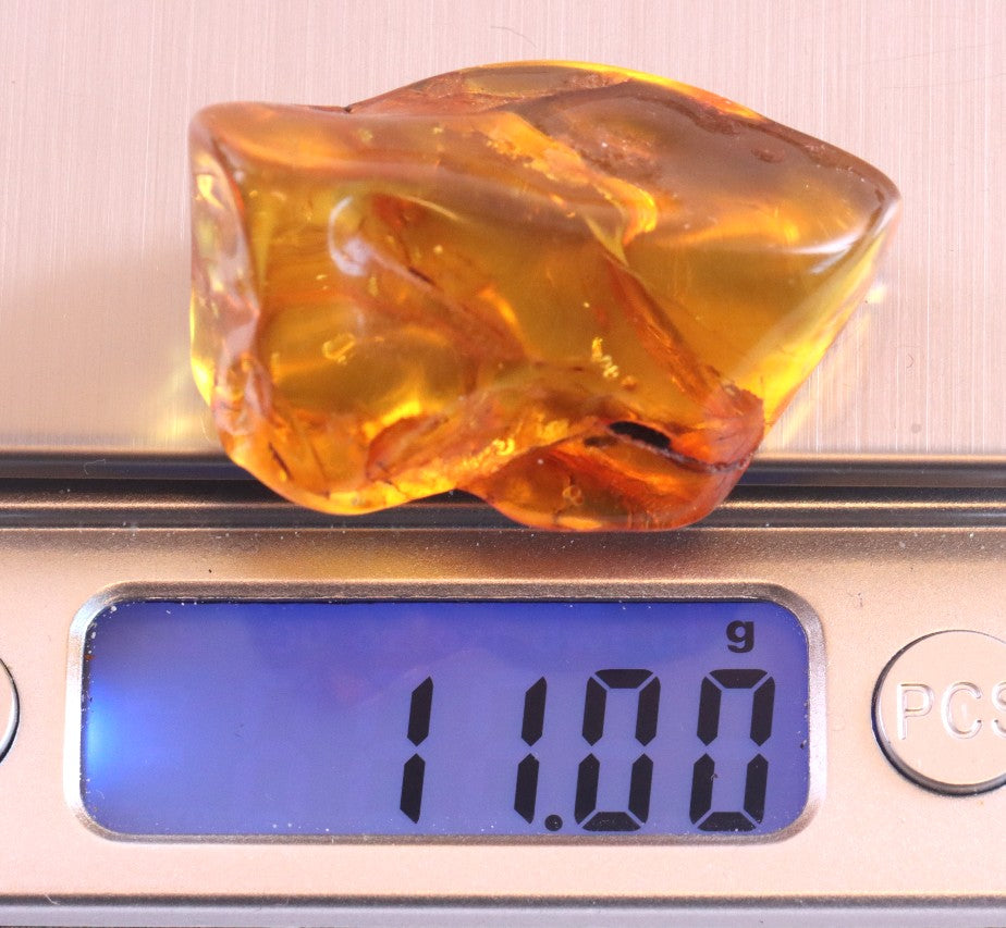 Baltic Amber Museum Collector's gem With Insects Inclusion