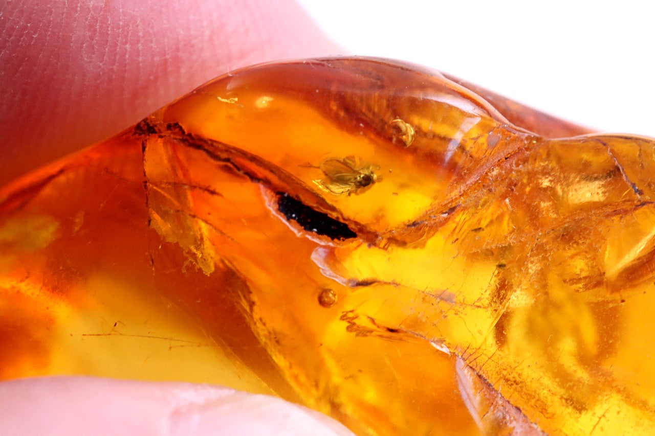 Baltic Amber Museum Collector's gem With Insects Inclusion