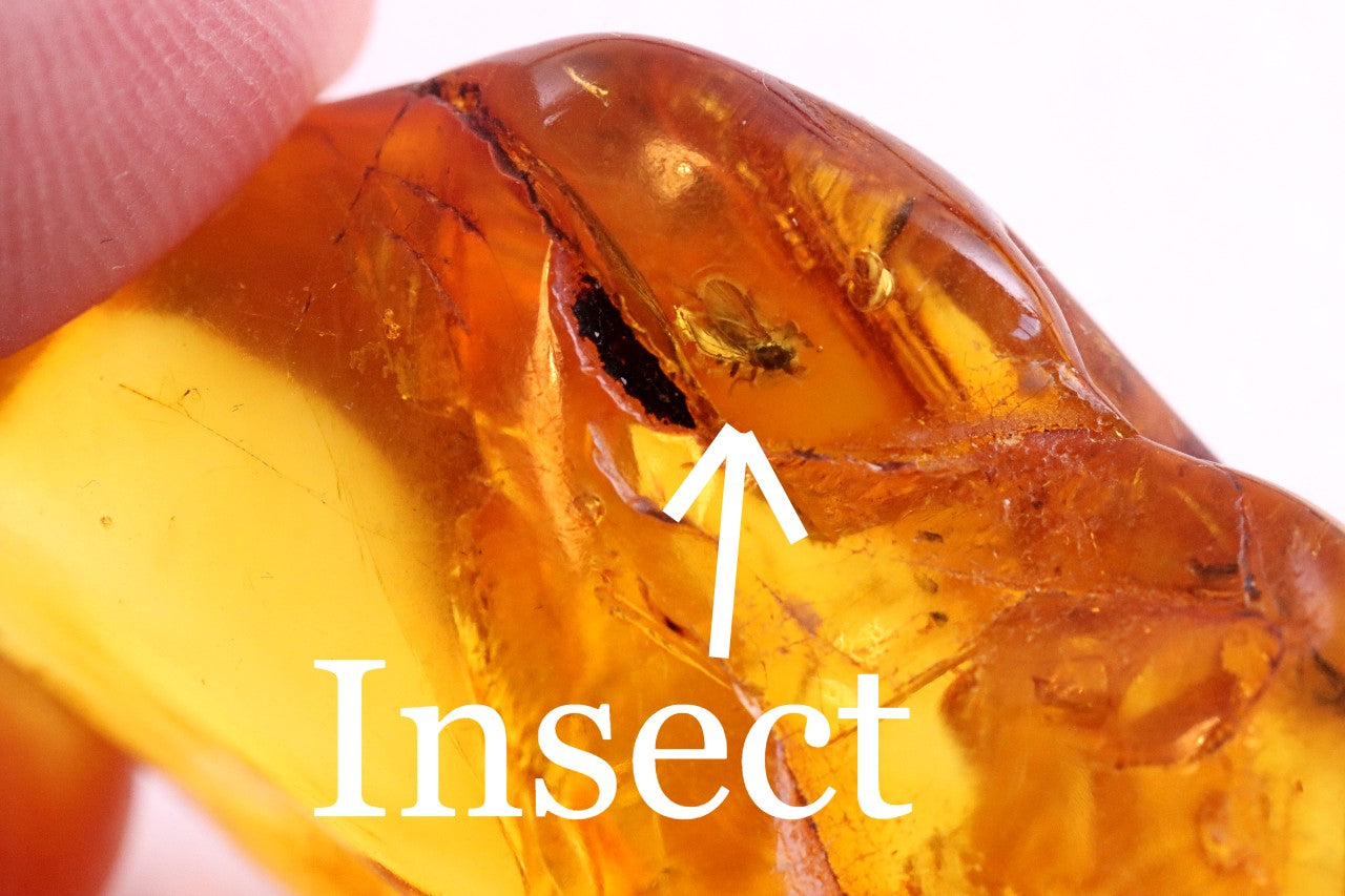 Baltic Amber Museum Collector's gem With Insects Inclusion