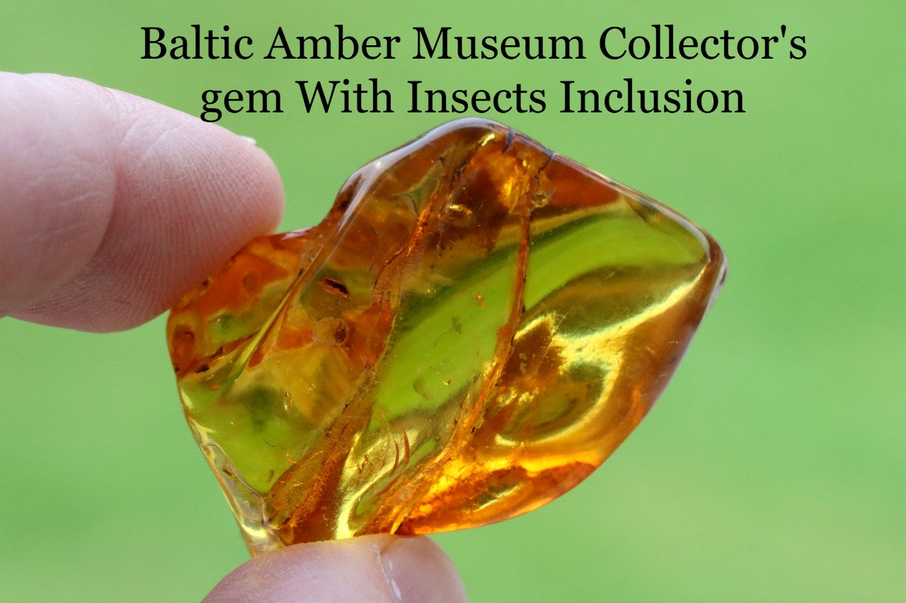 Baltic Amber Museum Collector's gem With Insects Inclusion