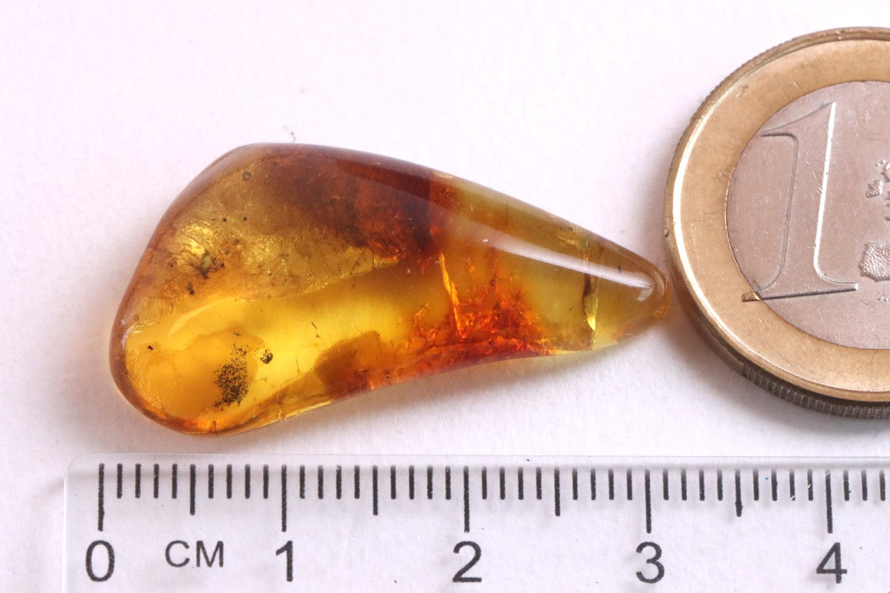 Affordable 40 Million Year Old Amber Insect