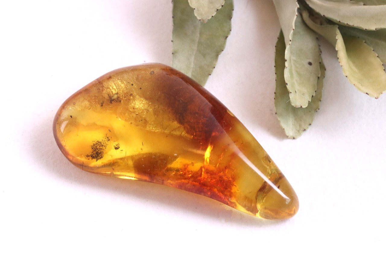 Affordable 40 Million Year Old Amber Insect