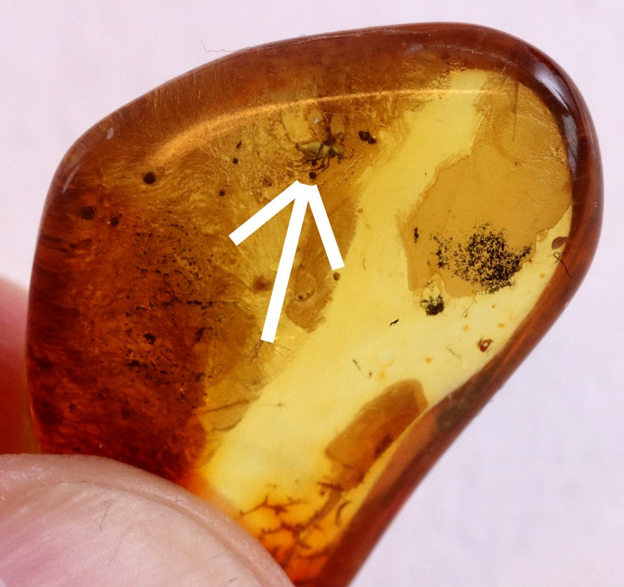 Affordable 40 Million Year Old Amber Insect