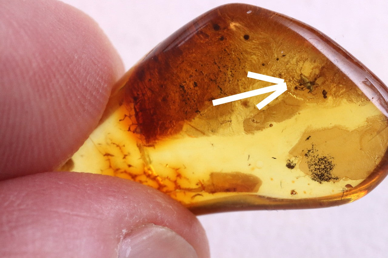 Affordable 40 Million Year Old Amber Insect