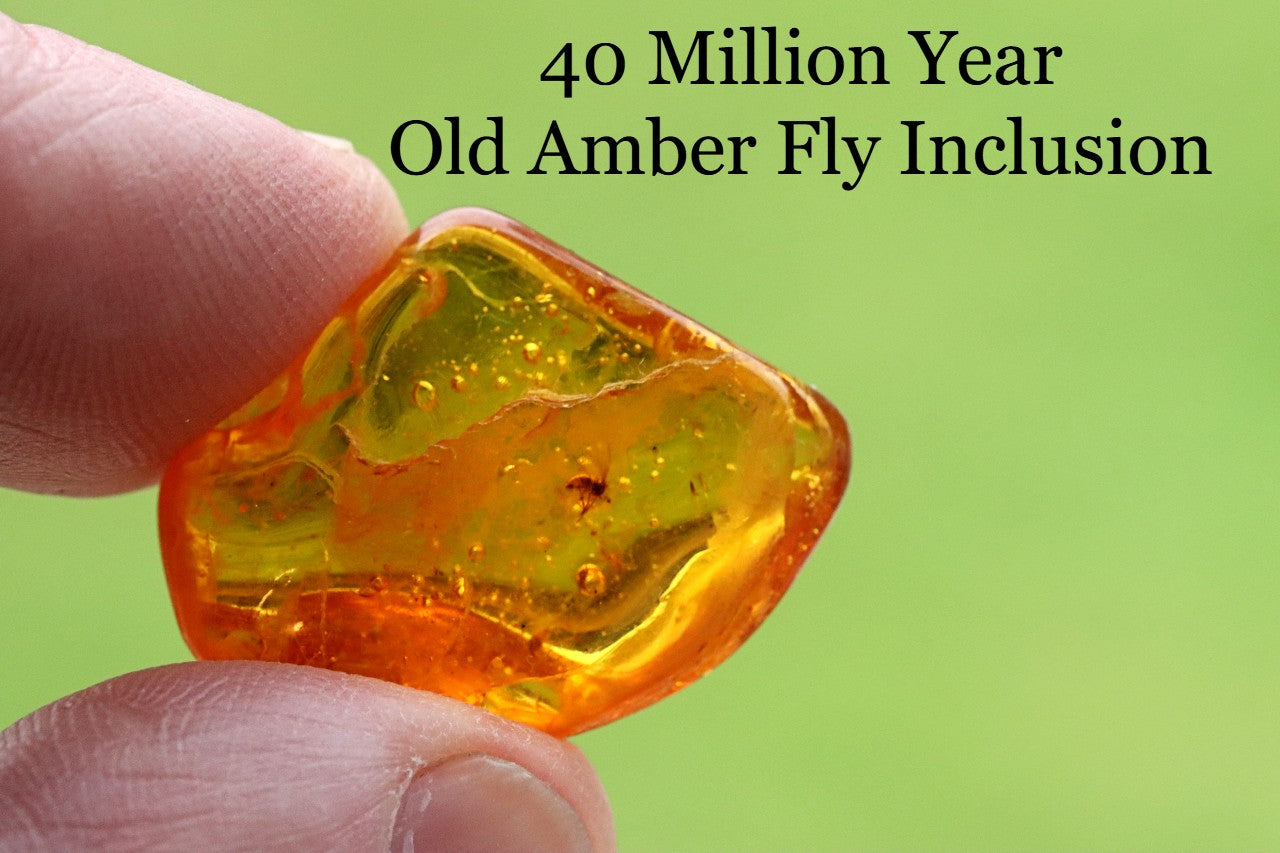 Affordable 40 Million Year Old Amber Fly Inclusion