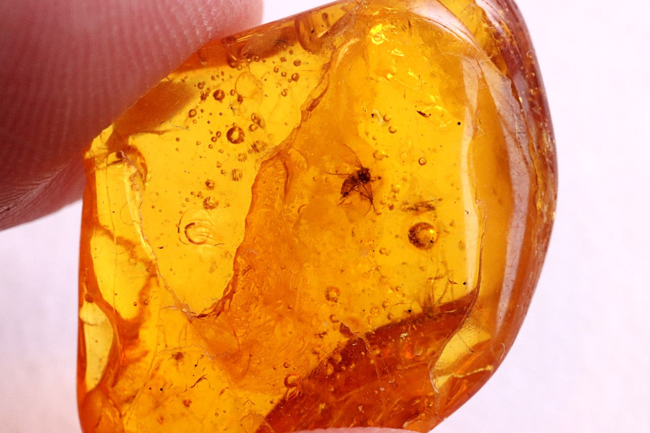 Awam Amber Certified Real Amber with Insect | Amber SOS
