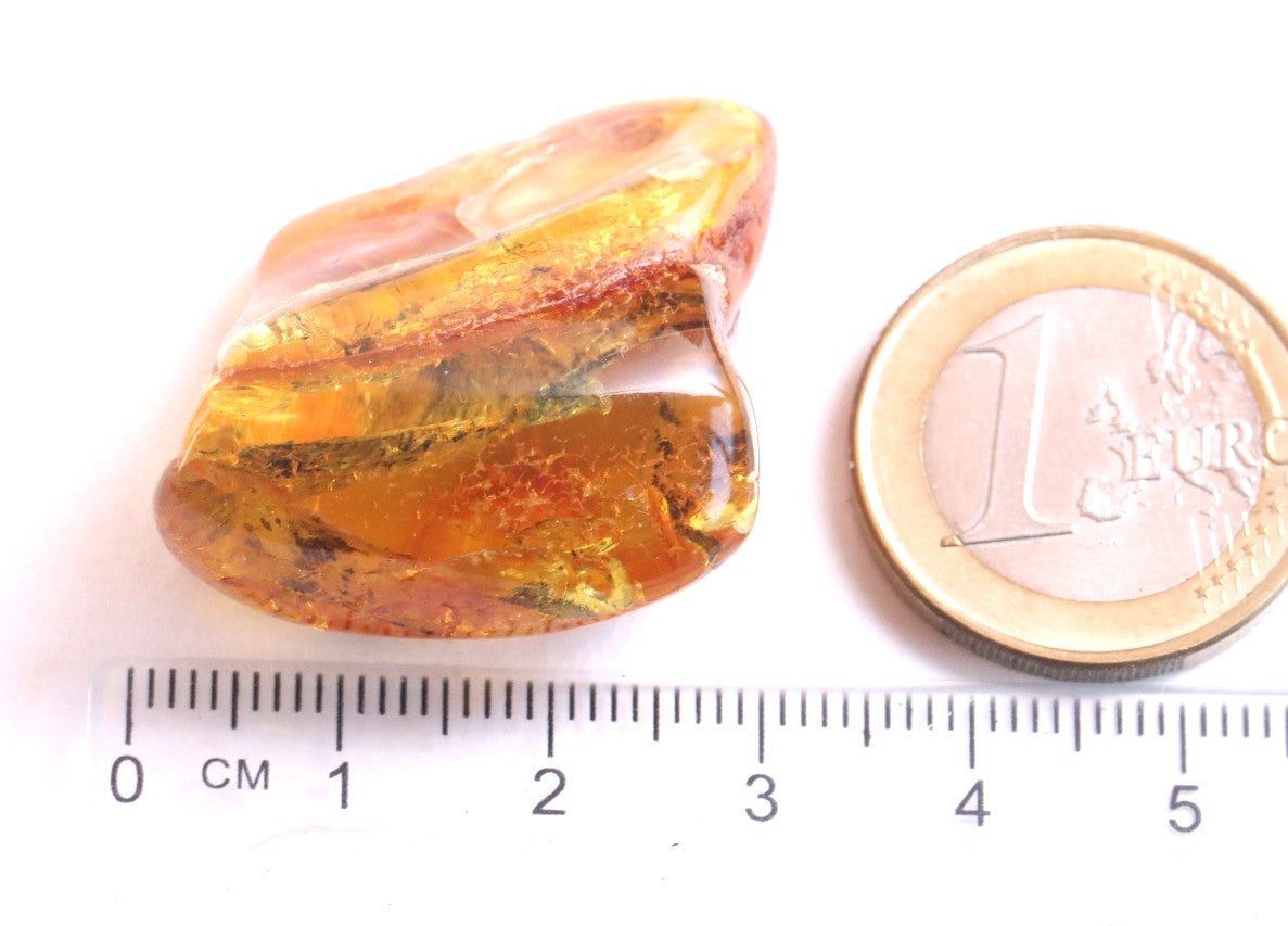 Insect in Amber 40 million year old Baltic Amber