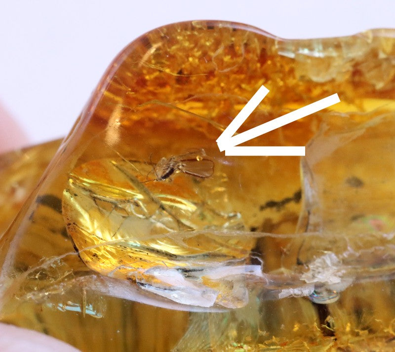 Insect in Amber 40 million year old Baltic Amber