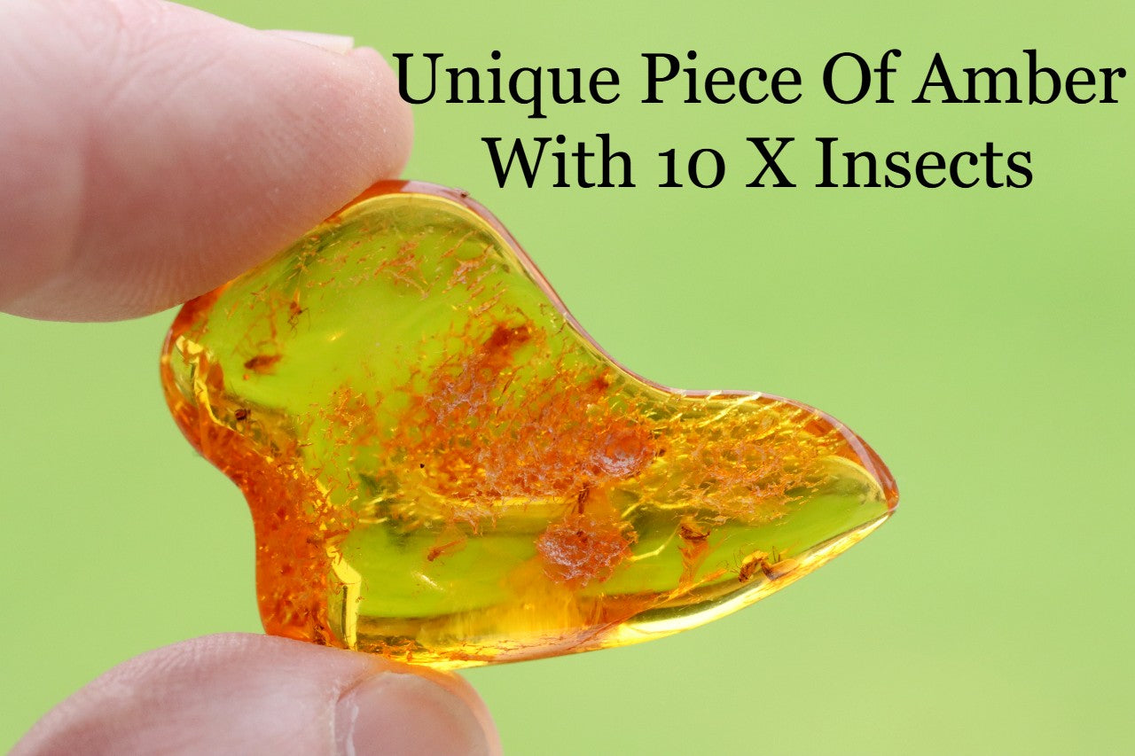 Unique Small Piece Of Amber With 10 X Insects