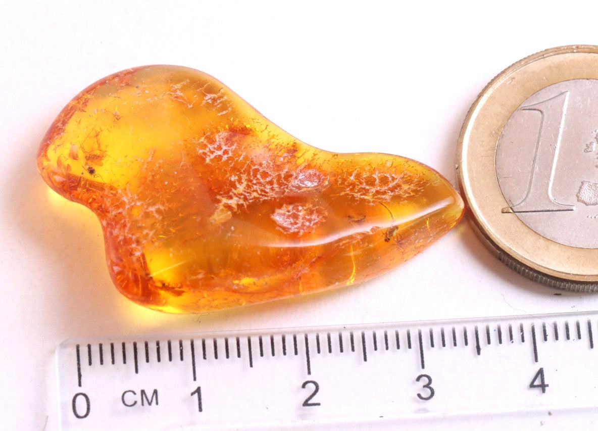 Unique Small Piece Of Amber With 10 X Insects