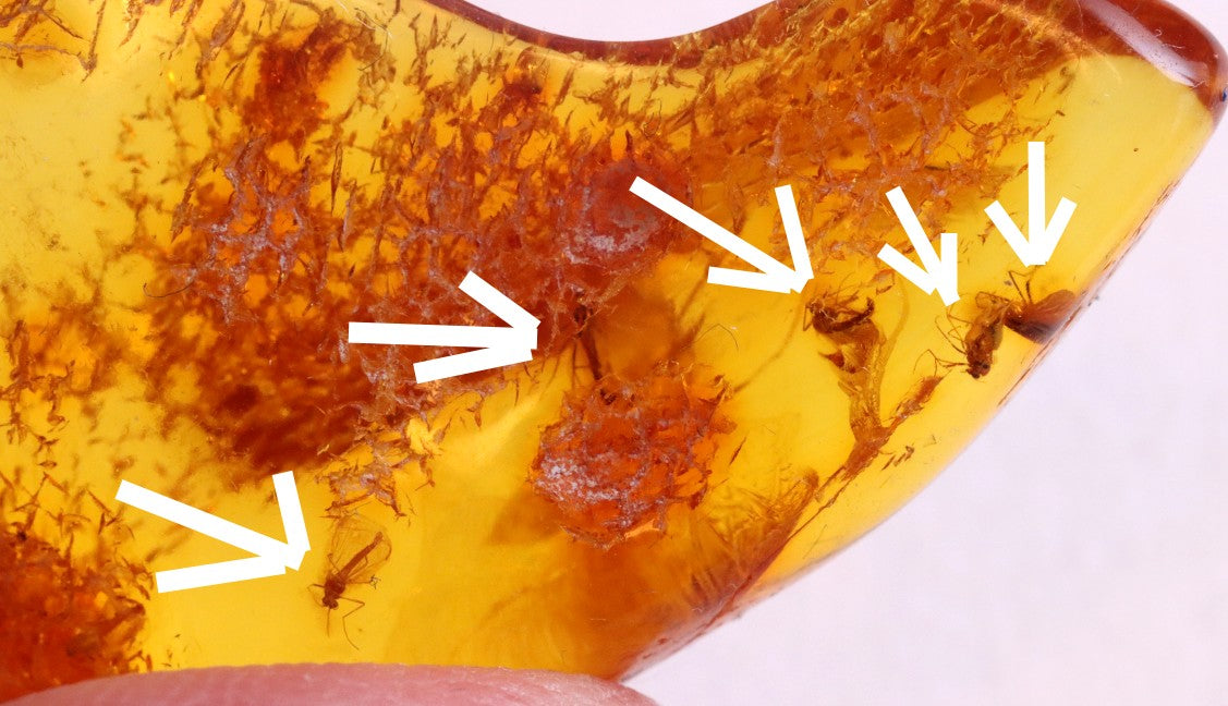 Unique Small Piece Of Amber With 10 X Insects