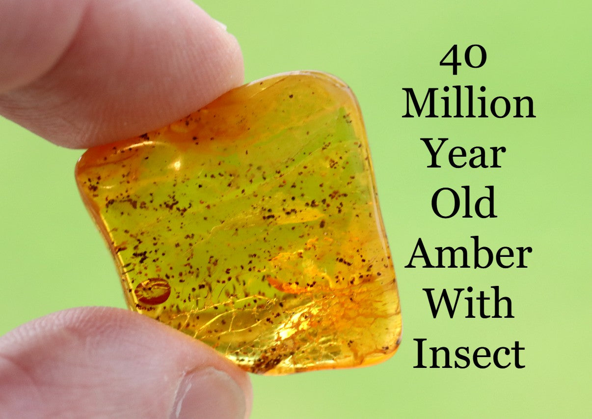 Affordable 40 Million Year Old Amber Insect Inclusion