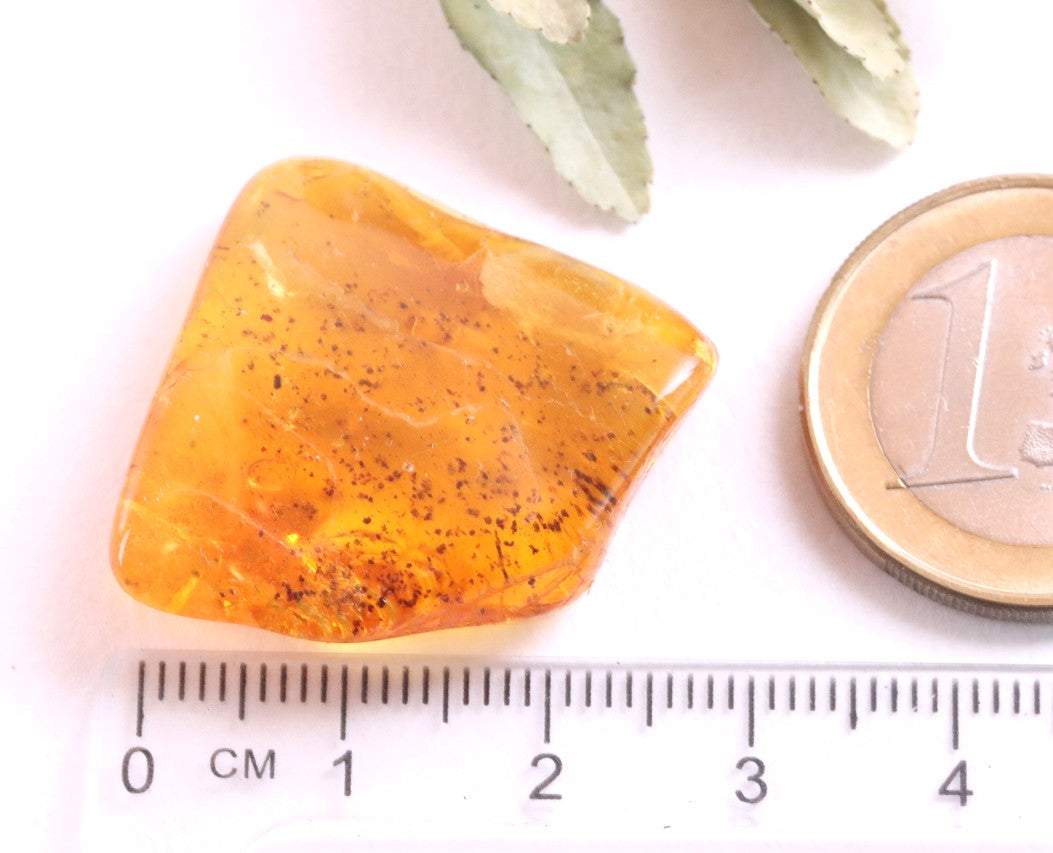 Affordable 40 Million Year Old Amber Insect Inclusion