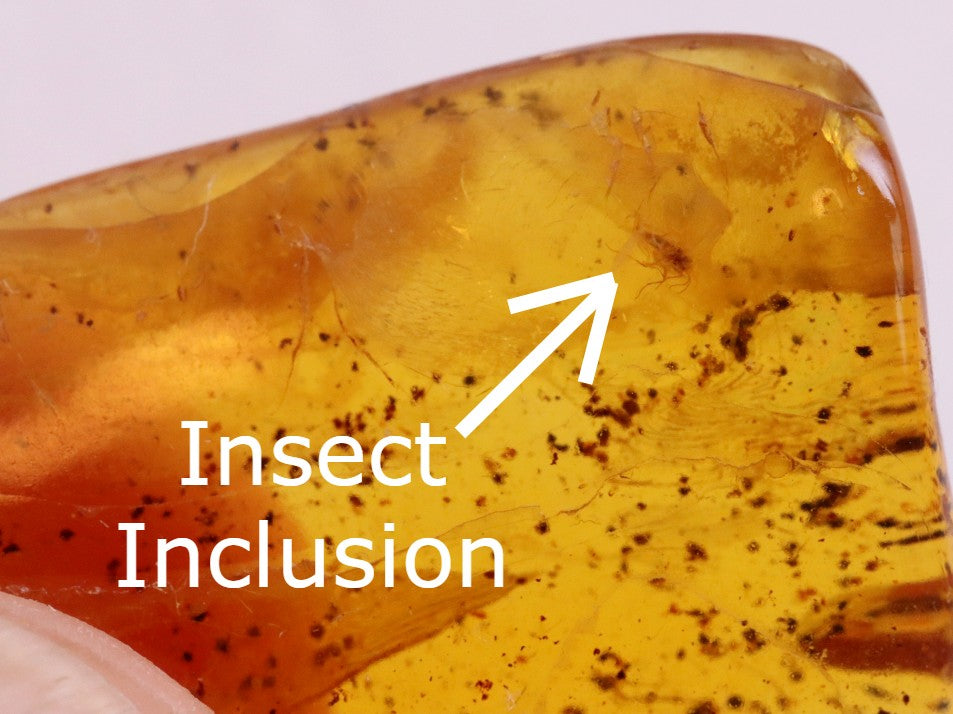 Affordable 40 Million Year Old Amber Insect Inclusion