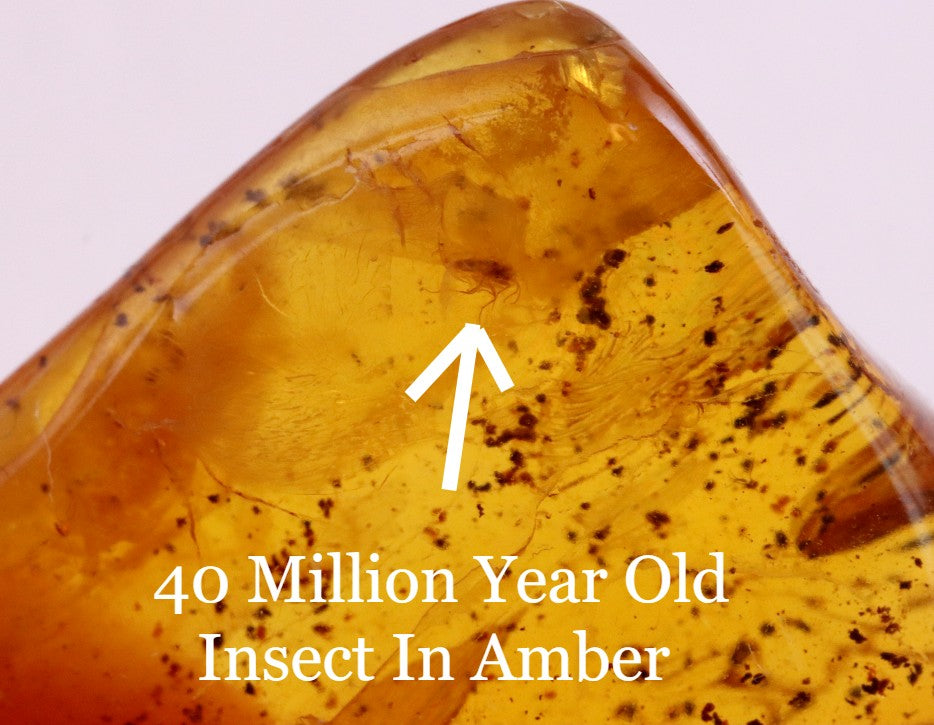 Affordable 40 Million Year Old Amber Insect Inclusion