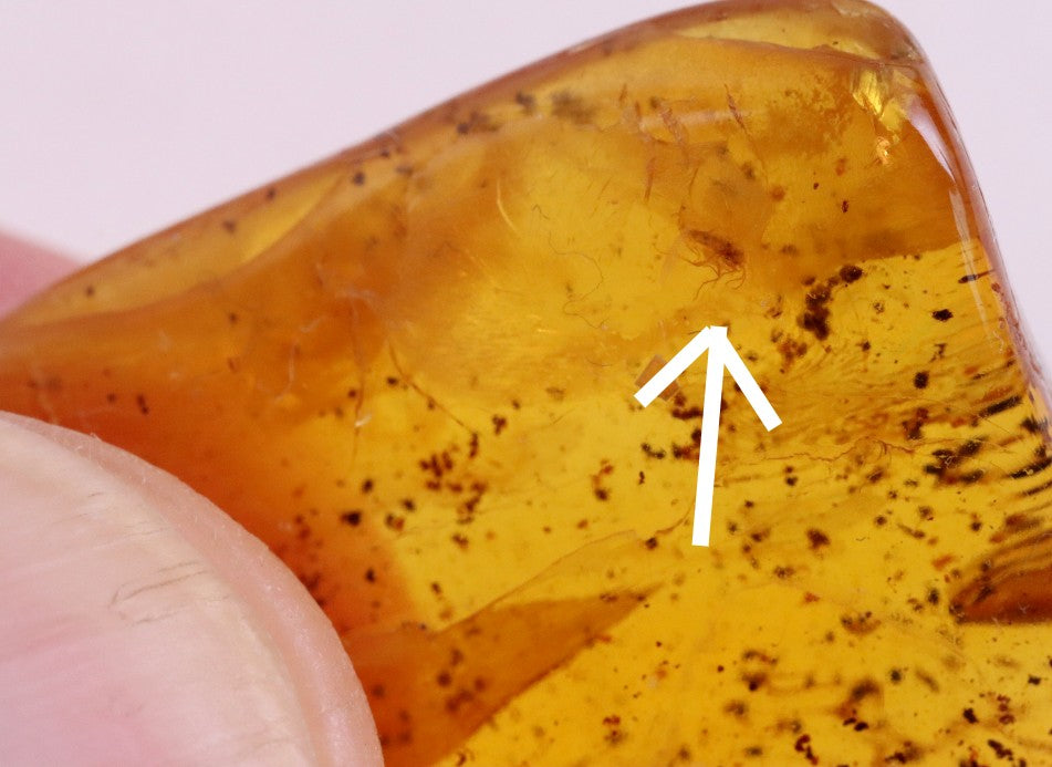 Affordable 40 Million Year Old Amber Insect Inclusion