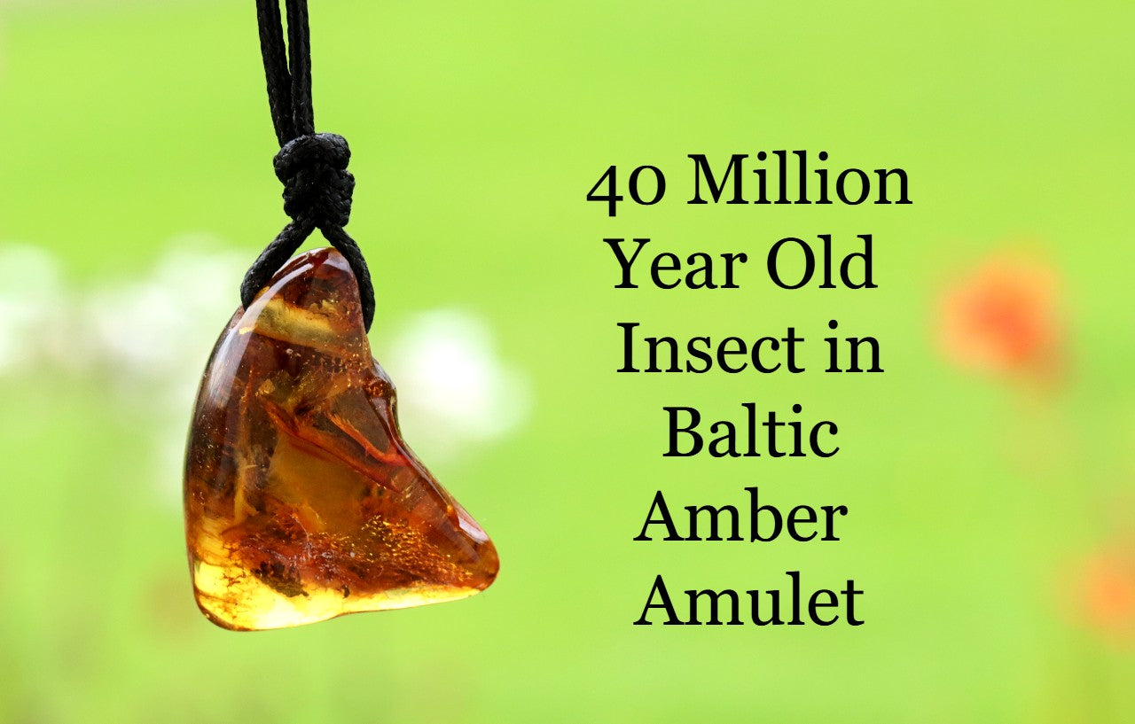 40 Million Year Old Insect in Baltic Amber Amulet
