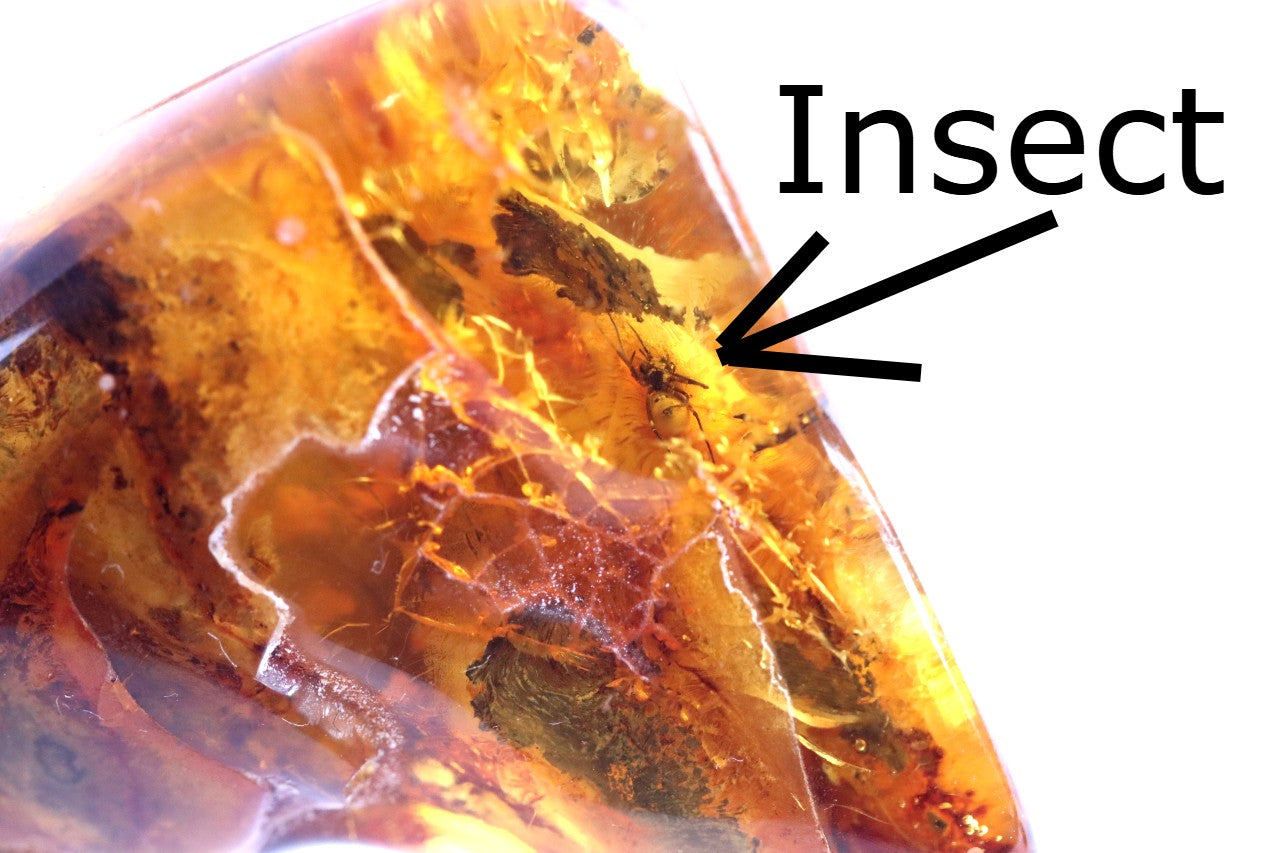 40 Million Year Old Insect in Baltic Amber Amulet